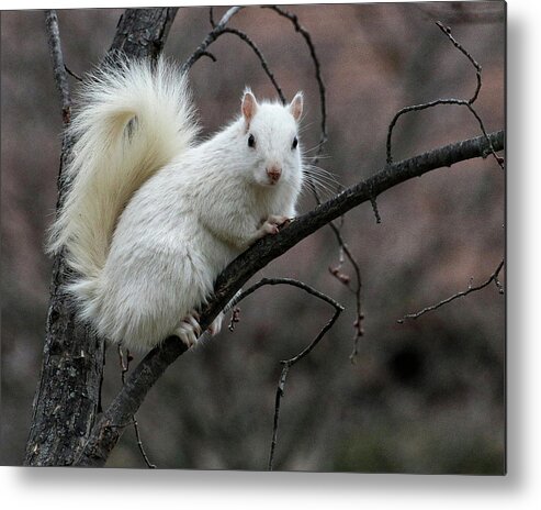 Wildlife Metal Print featuring the photograph Winter Squirrel by William Selander