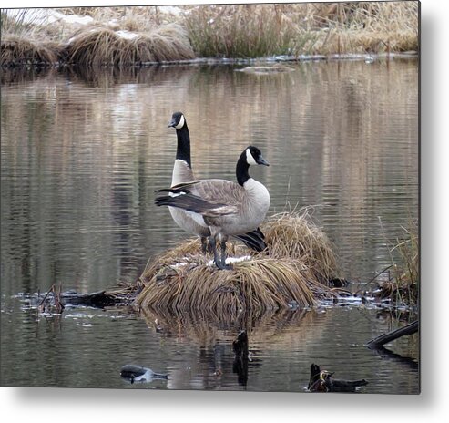 Pond Reflection Metal Print featuring the photograph Winter Surprise by I'ina Van Lawick