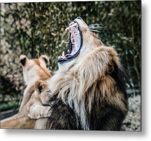 Lion Metal Print featuring the photograph Yawning Lion by Cathy Donohoue