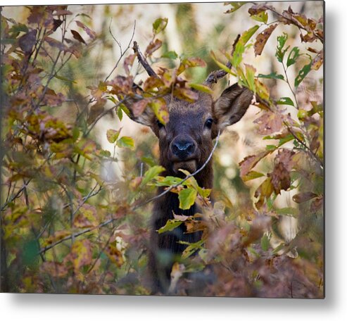 Yearling Elk Metal Print featuring the photograph Yearling Elk Peeking Through Brush by Michael Dougherty