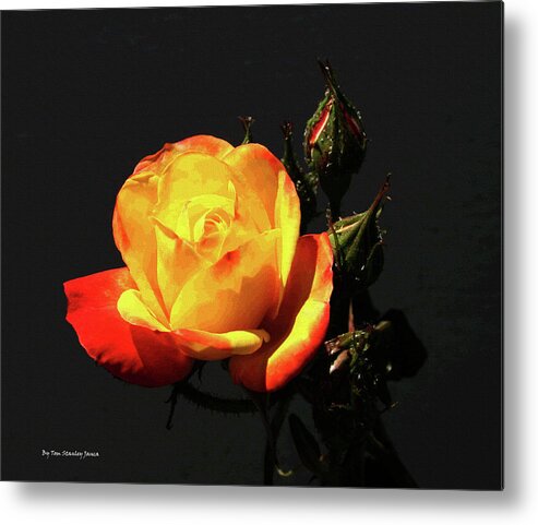 Yellow And Red Rose Metal Print featuring the digital art Yellow And Red Rose by Tom Janca