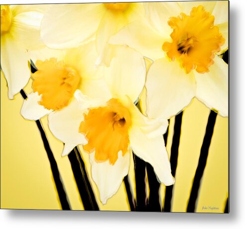 Daffodil Metal Print featuring the photograph Yellow and white daffodils. by John Pagliuca