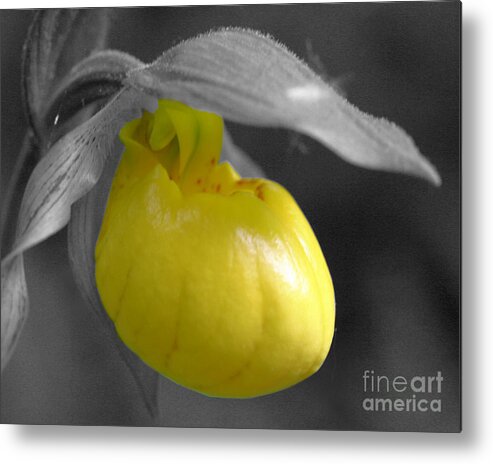 Lady Slipper Metal Print featuring the photograph Yellow Lady Slipper Partial by Smilin Eyes Treasures