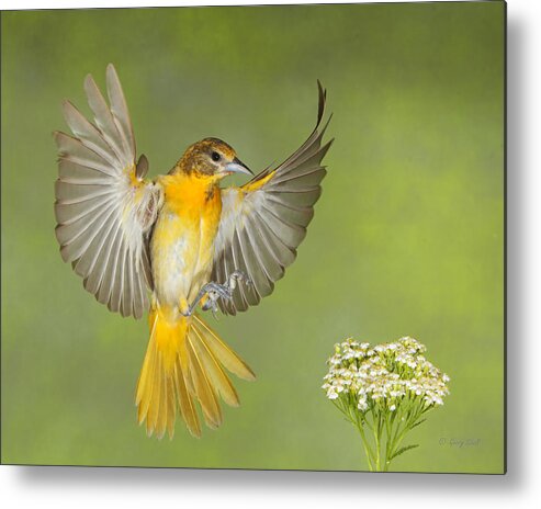 Nature Metal Print featuring the photograph Yellow Meet Yarrow by Gerry Sibell