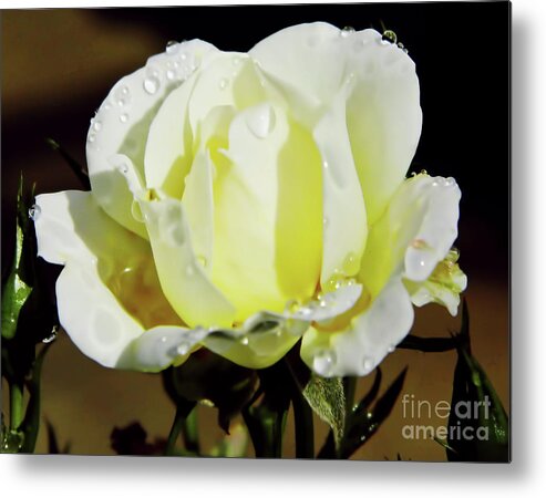 Roses Metal Print featuring the photograph Yellow Rose Dew Drops by D Hackett