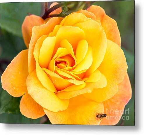 Rose Metal Print featuring the photograph Yellow Rose with Bee Visitor by Terri Morris