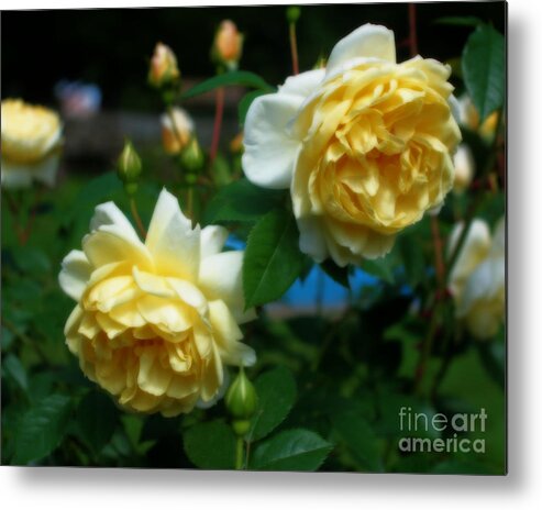 Rose Metal Print featuring the photograph Yellow Roses by Smilin Eyes Treasures