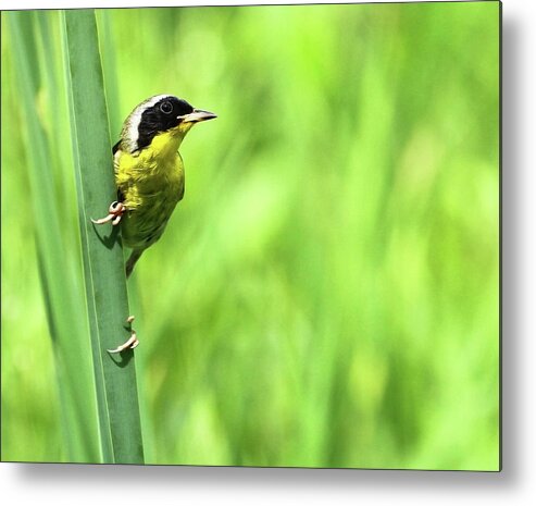 Common Yellow Throat Metal Print featuring the photograph Yellow Throat by Art Cole