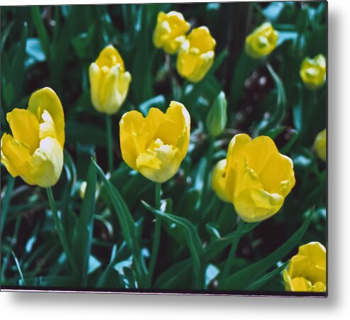 Film Metal Print featuring the photograph Yellow Tulips--Film Image by Matthew Bamberg