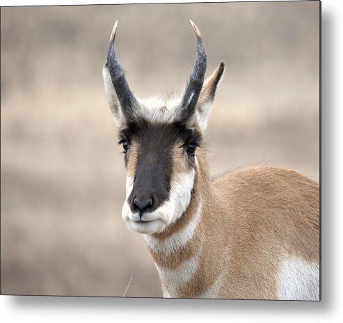 American Pronghorn Antelope Goat Outdoors Wildlife Nature Animal Metal Print featuring the photograph Young Buck Pronghorn by Dirk Johnson