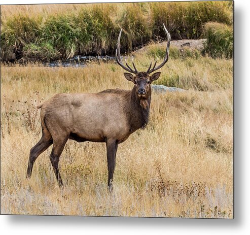 Cervus Canadensis Metal Print featuring the photograph Young Bull Elk by Dawn Key