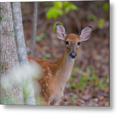 Fawn Metal Print featuring the photograph Young White Tailed Deer by Melinda Fawver