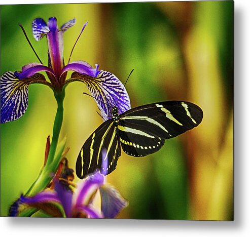 Butterfly Metal Print featuring the photograph Zebra Longwing on Iris by C H Apperson