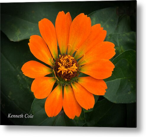 Orange Color Zinnia In Bloom Metal Print featuring the photograph Zinnia 2 by Kenneth Cole