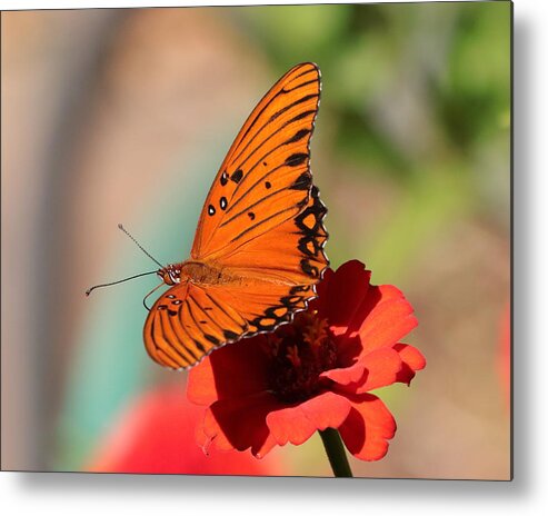 Flower Metal Print featuring the photograph Zinnia with Butterfly 2669 by John Moyer