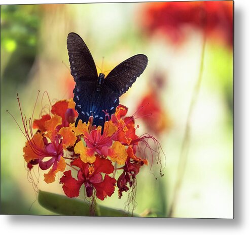 Blue Swallowtail Butterfly Metal Print featuring the photograph Blue Swallowtail #1 by Saija Lehtonen