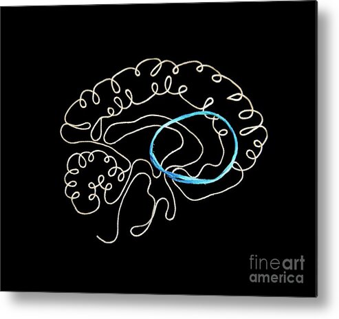 Brain Metal Print featuring the photograph Brain's Cbgtc Loop #1 by Craftsci/science Photo Library