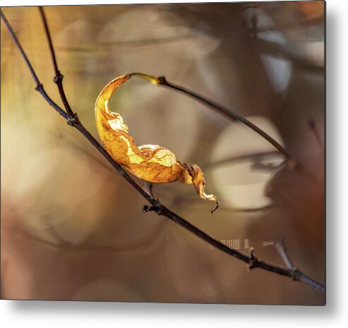 Fall Metal Print featuring the photograph Nature Photography - Fall Leaves by Amelia Pearn
