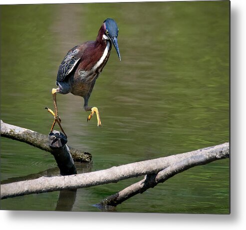 Heron Metal Print featuring the photograph Heron Hop #1 by Art Cole