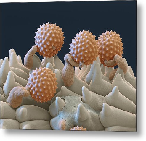 Ambrosia Metal Print featuring the photograph Pollen And Pollen Tubes, Sem #1 by Oliver Meckes EYE OF SCIENCE
