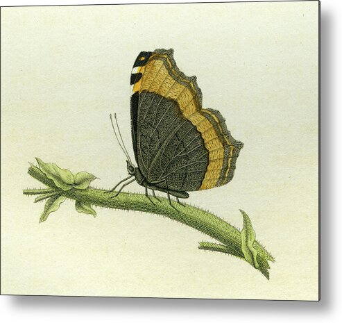 Entomology Metal Print featuring the mixed media Vanessa furcillata detail by W W Wood