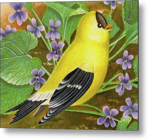 Animal Metal Print featuring the drawing Yellow Finch #1 by CSA Images