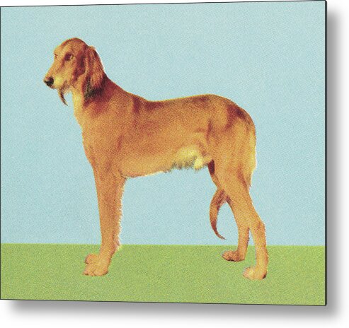 Animal Metal Print featuring the drawing Large Dog #2 by CSA Images