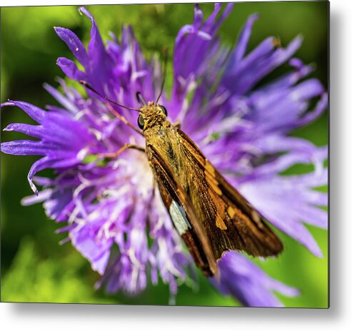 Animals Metal Print featuring the photograph Macro Photography - Butterfly by Amelia Pearn