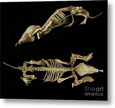 Mammal Metal Print featuring the photograph European Mole Skeleton #3 by Natural History Museum, London/science Photo Library
