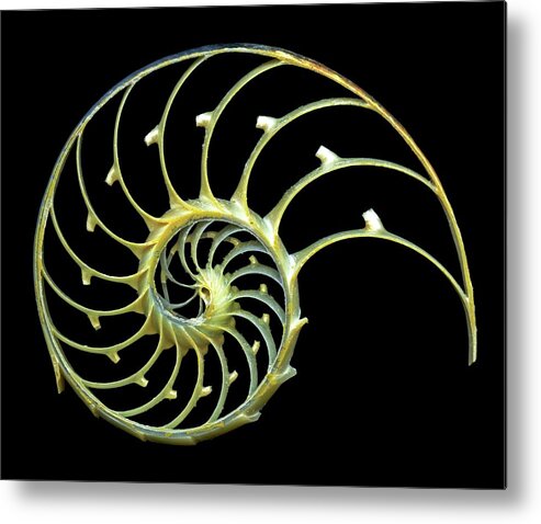 Cephalopod Metal Print featuring the digital art Sectioned Shell Of A Nautilus #4 by Pasieka