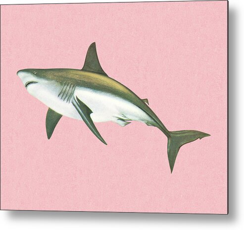 Animal Metal Poster featuring the drawing Shark #4 by CSA Images