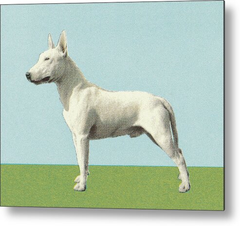 Animal Metal Print featuring the drawing Terrier #6 by CSA Images