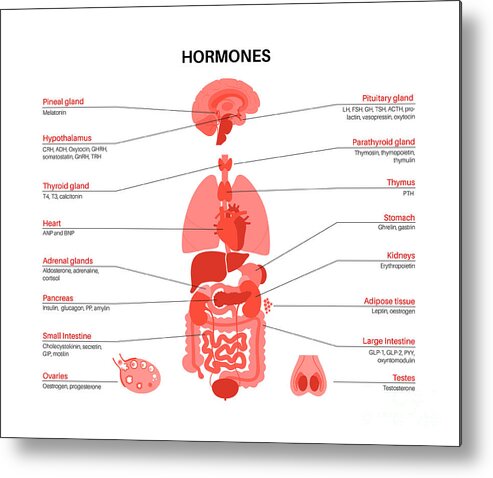 Hormone Metal Print featuring the photograph Human Hormones by Pikovit / Science Photo Library