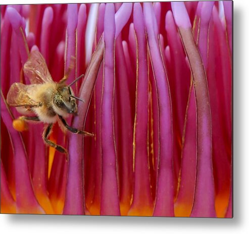 Susan Rydberg Metal Print featuring the photograph A Bee's World by Susan Rydberg