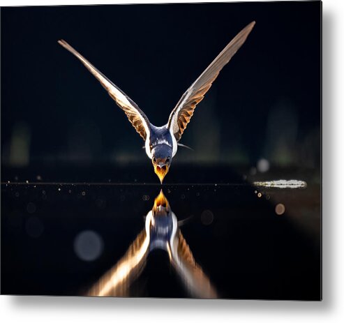 Swallow Metal Print featuring the photograph A Flying Swallow For Water by Chao Feng ??