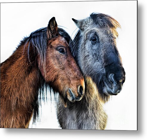 Affection Metal Print featuring the photograph Affection by Diane LaPreta