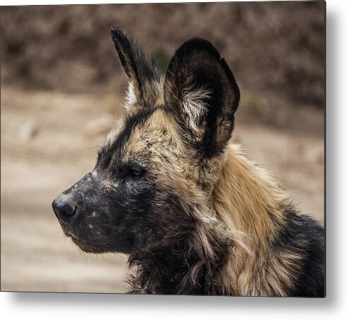 Wildlife Metal Print featuring the photograph African Wild Dog by Patricia Gould