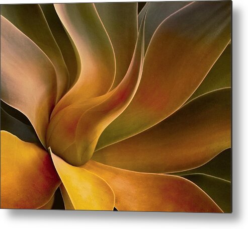 Leaf
Leaves
Plant
Agave
Abstract
Nature
Still Metal Print featuring the photograph Agave Abstract 2023 by Robin Wechsler