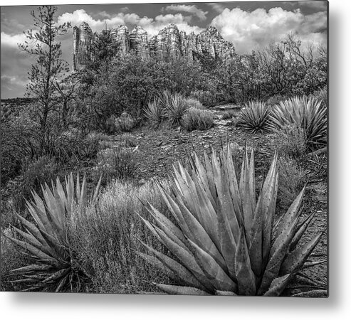 Disk1216 Metal Print featuring the photograph Agave At Coffee Pot Rock by Tim Fitzharris