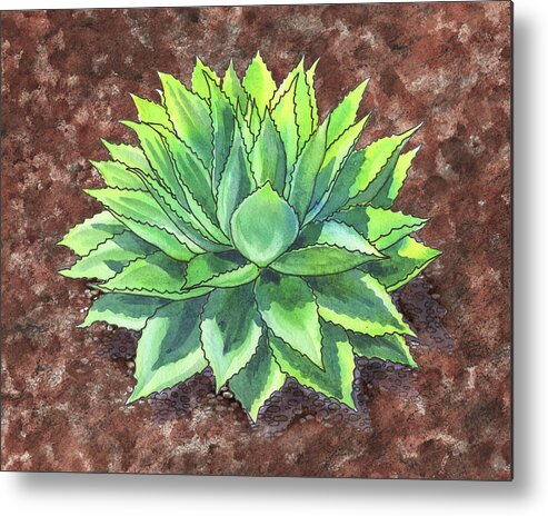 Succulent Metal Print featuring the painting Agave Ovatifolia Succulent Plant Garden Watercolor by Irina Sztukowski