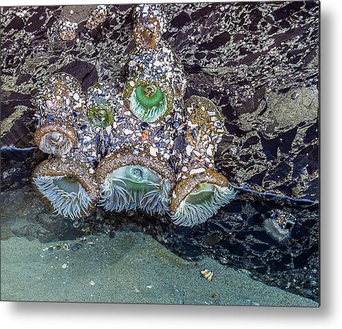 Tofino Metal Print featuring the photograph Anemone at Low Tide by Peggy Blackwell