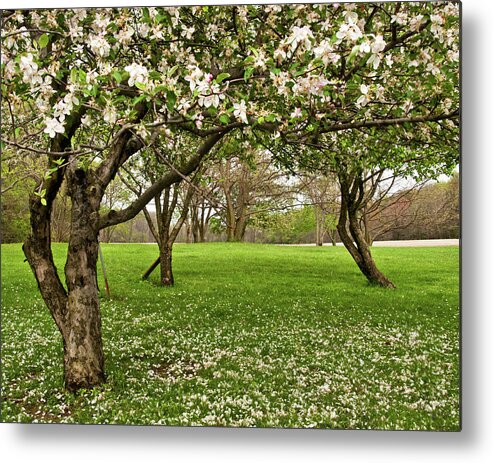 Spring Metal Print featuring the photograph Apple Orchard by Minnie Gallman