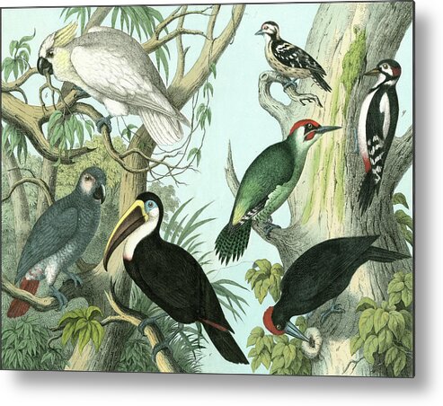 Wag Public Metal Print featuring the painting Avian Collection I by Unknown