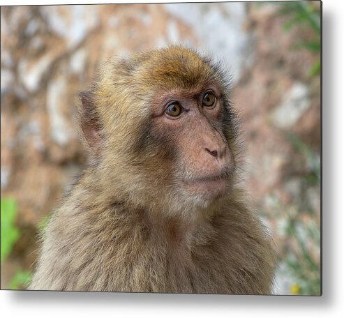 Barbary Metal Print featuring the photograph Barbary Macaque of Gibraltar by Douglas Wielfaert