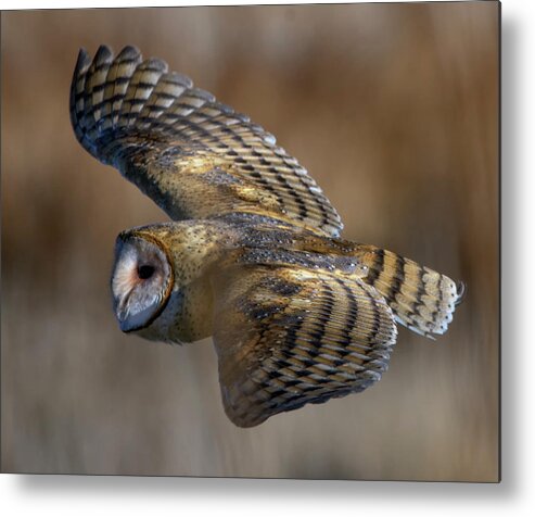 Barn Owl Metal Print featuring the photograph Barn Owl in flight by Rick Mosher