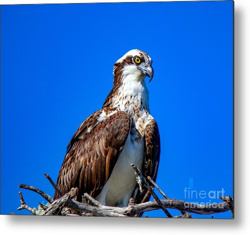 Bird Metal Print featuring the photograph Beautiful Osprey by Susan Rydberg