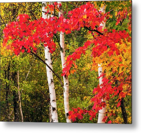 Birch Trilogy Metal Print featuring the photograph Birch Trilogy by Michael Blanchette Photography