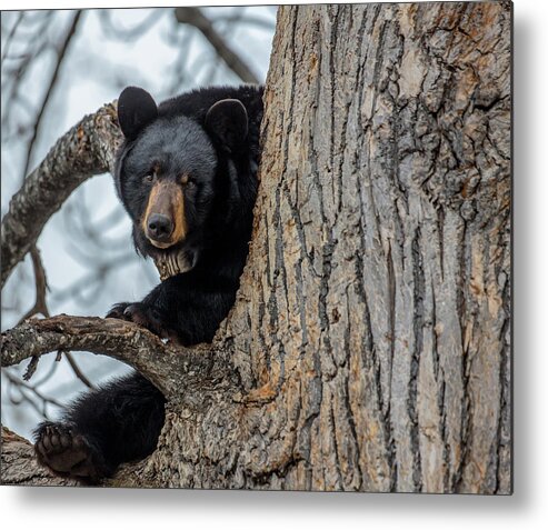 Sam Amato Photography Metal Print featuring the photograph Black Bear in a Cottonwood Tree by Sam Amato