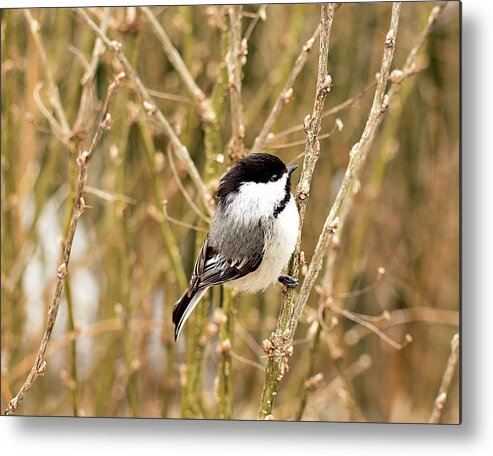 Black Capped Chickadee Metal Print featuring the photograph Black Capped Chickadee Print by Gwen Gibson