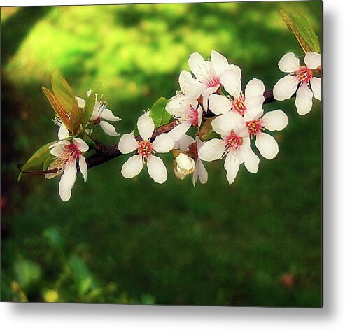 West Yorkshire Metal Print featuring the photograph Blossom by Vesna Armstrong